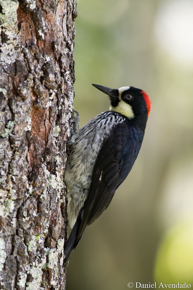 Acorn Woodpecker (Acorn) - Daniel Avendaño