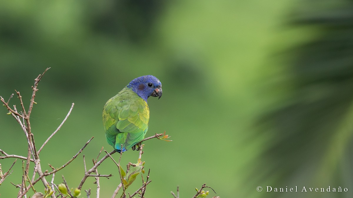 Blue-headed Parrot (Blue-headed) - Daniel Avendaño