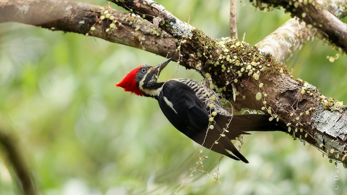 Lineated Woodpecker (Lineated) - Daniel Avendaño