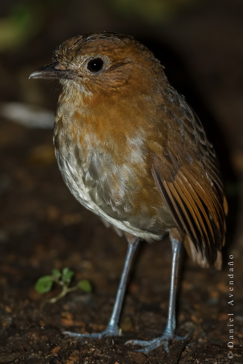 Brown-banded Antpitta - ML205776151