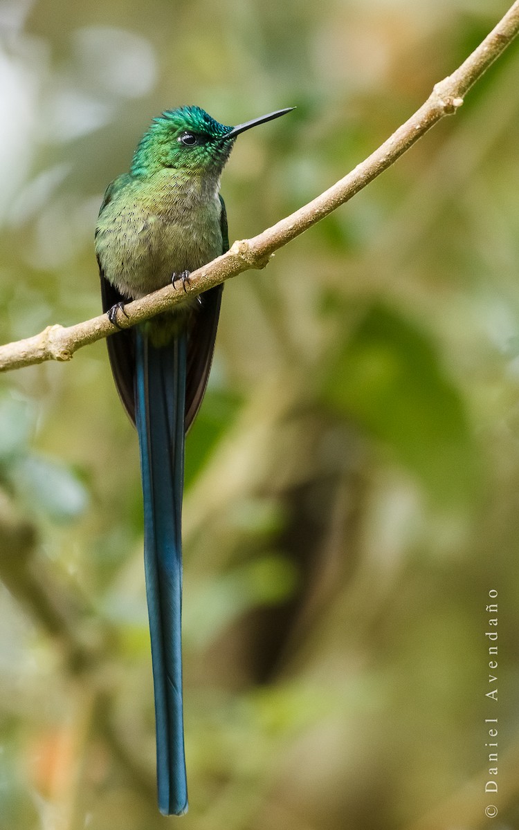Long-tailed Sylph - ML205776171