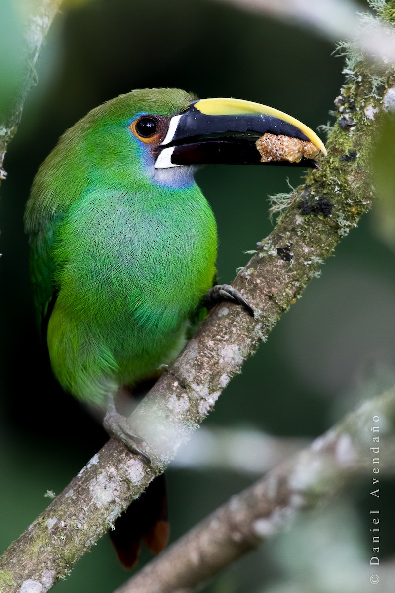 Southern Emerald-Toucanet (Gray-throated) - Daniel Avendaño
