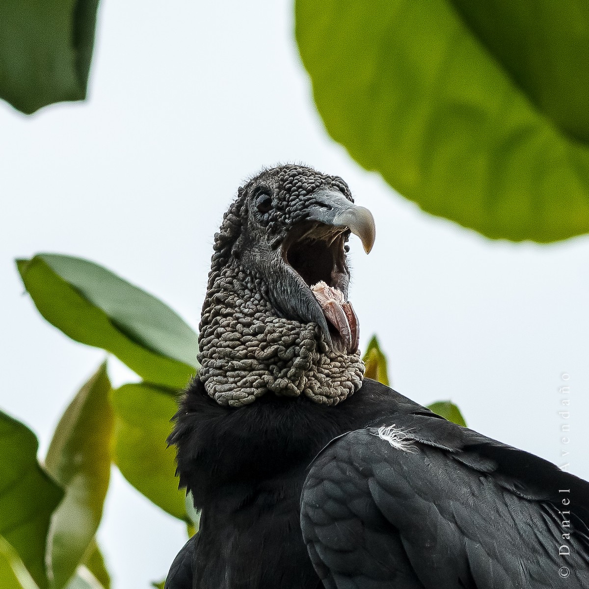 Black Vulture - Daniel Avendaño