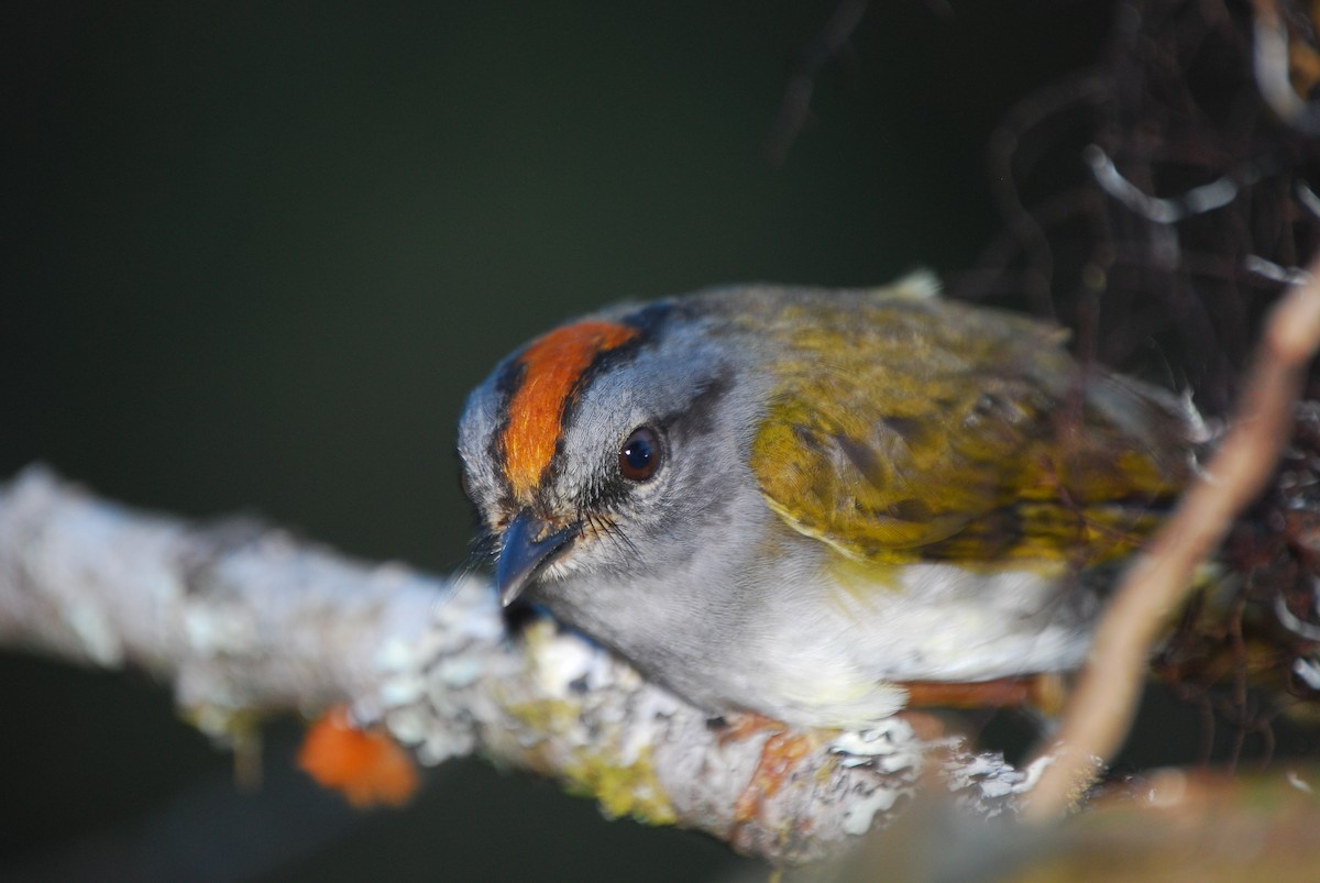 Russet-crowned Warbler - Agustin Carrasco