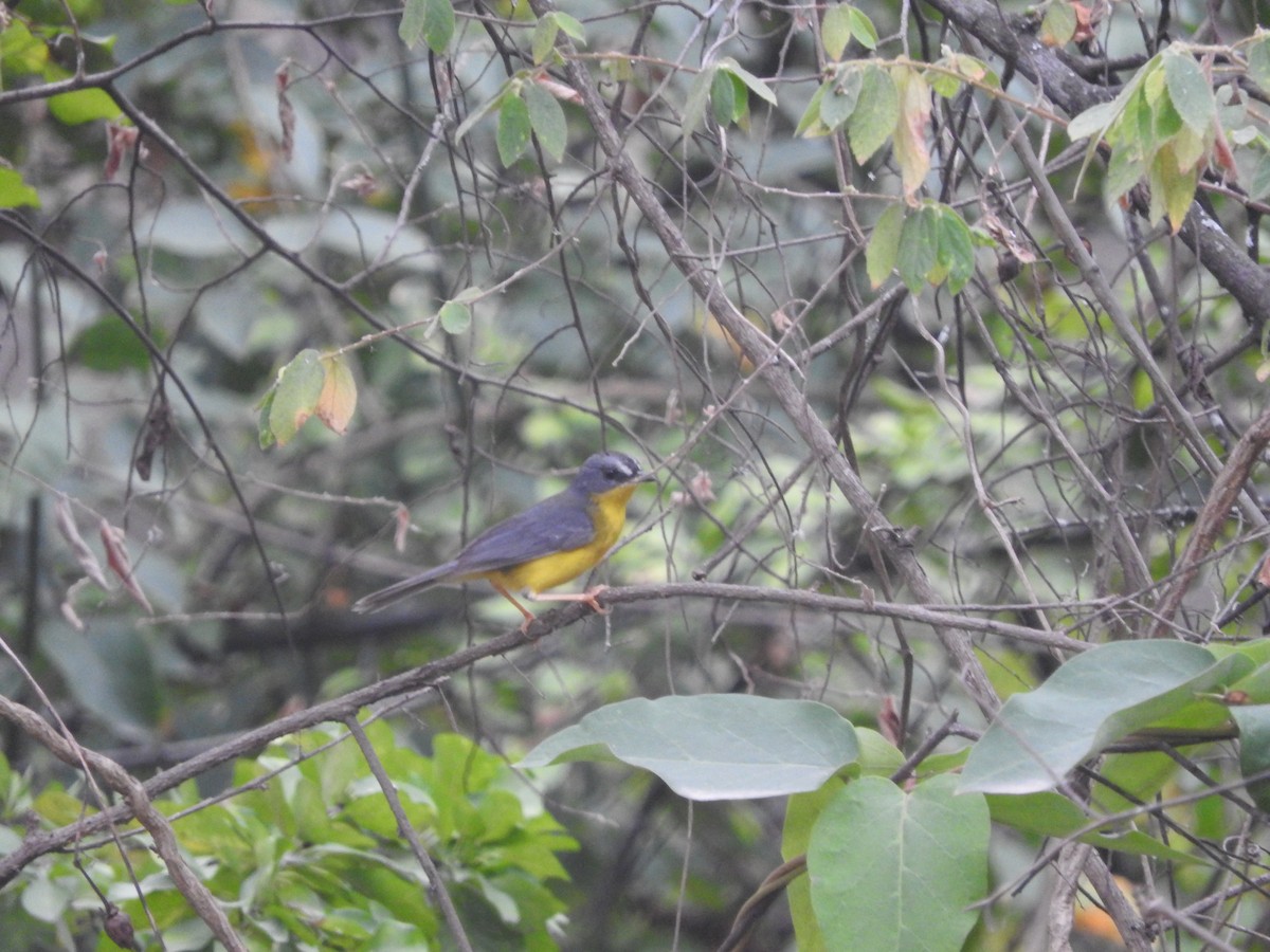 Gray-and-gold Warbler - Agustin Carrasco