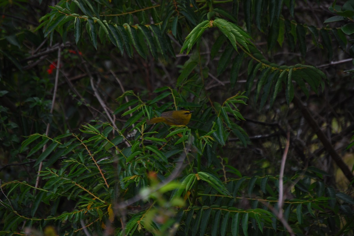 Black-crested Warbler - ML205776511