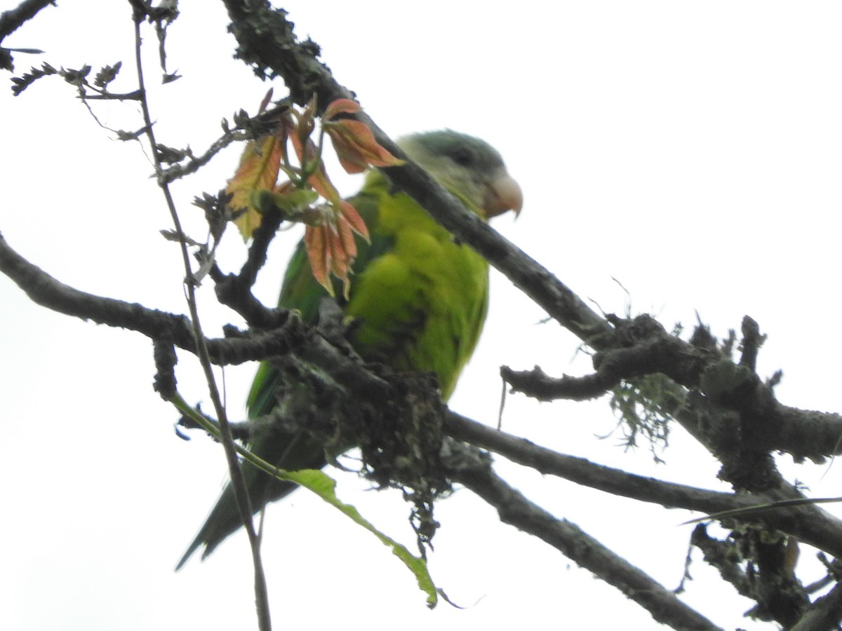 Gray-cheeked Parakeet - Agustin Carrasco