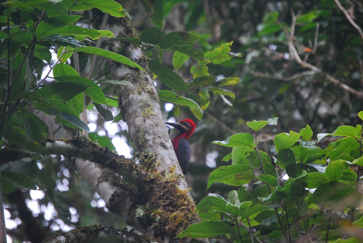 Crimson-bellied Woodpecker (Crimson-bellied) - Agustin Carrasco