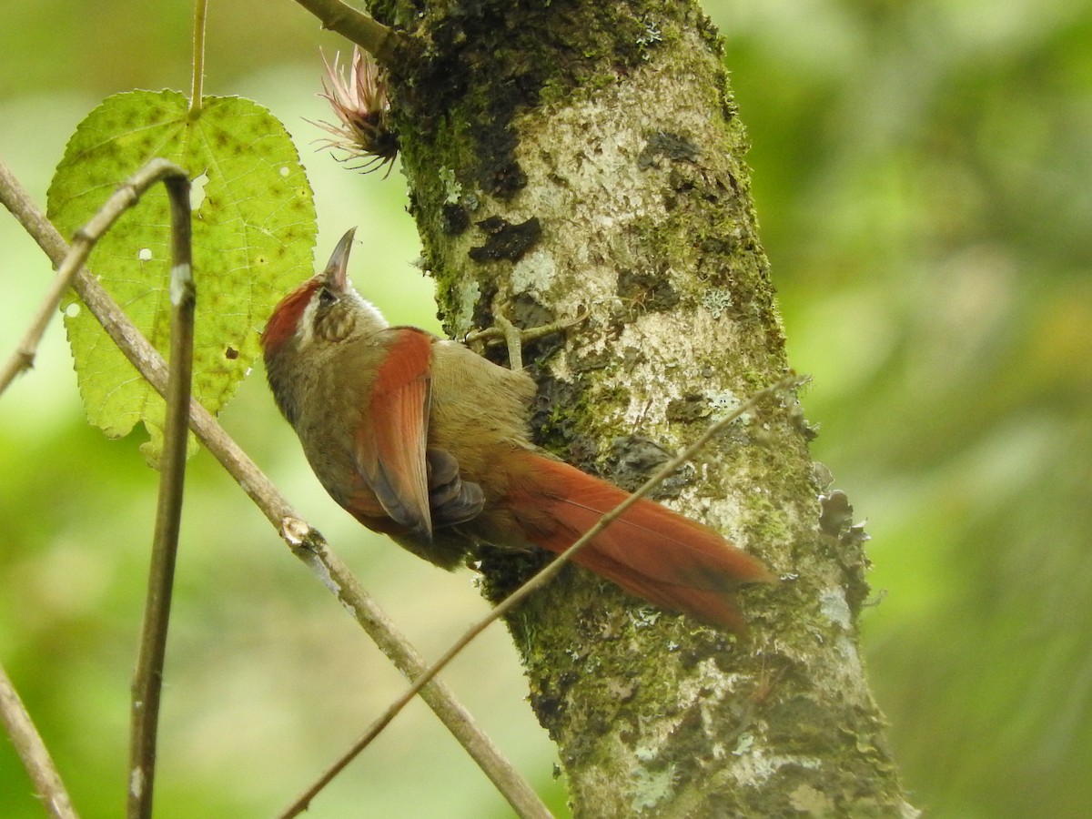 Line-cheeked Spinetail (Line-cheeked) - ML205776781