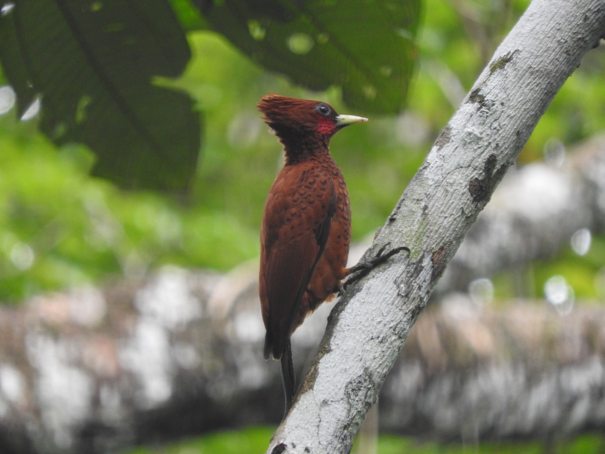 Waved Woodpecker (Scale-breasted) - Agustin Carrasco