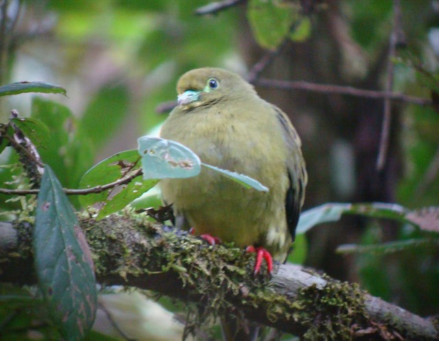 Sumatran Green-Pigeon - ML205777141