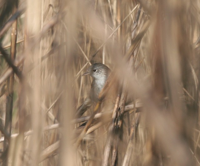 Swamp Grass Babbler - James Eaton