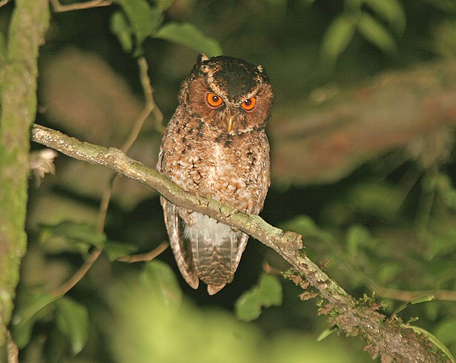 Rajah Scops-Owl (Sumatran) - ML205777301