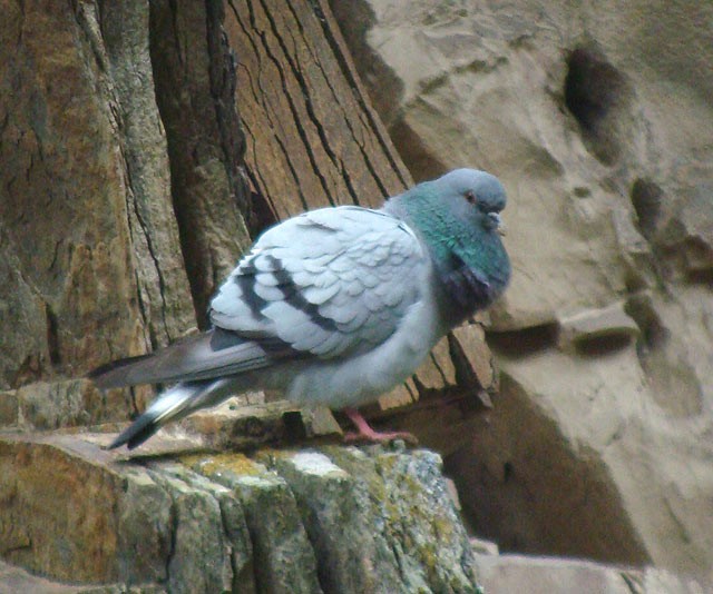Pigeon des rochers - ML205777461