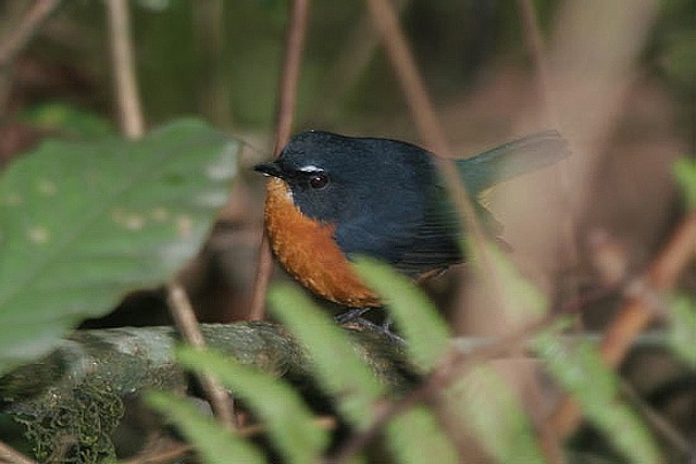 Rusty-bellied Shortwing - James Eaton