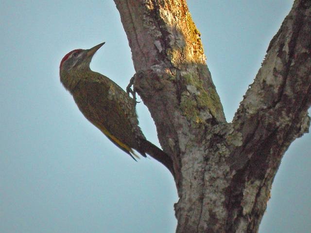 Streak-throated Woodpecker - James Eaton
