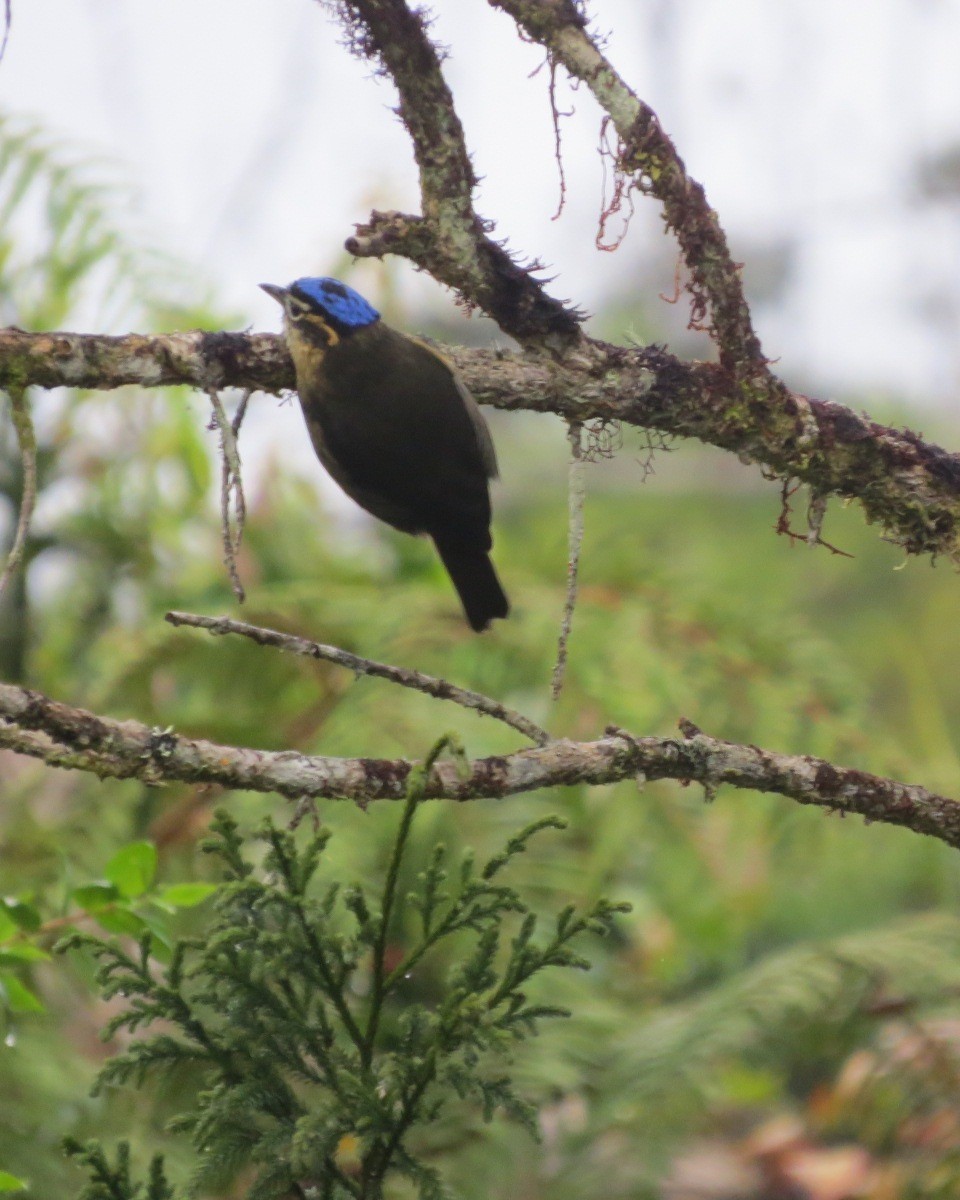 Blue-capped Ifrita - Phil Gregory | Sicklebill Safaris | www.birder.travel
