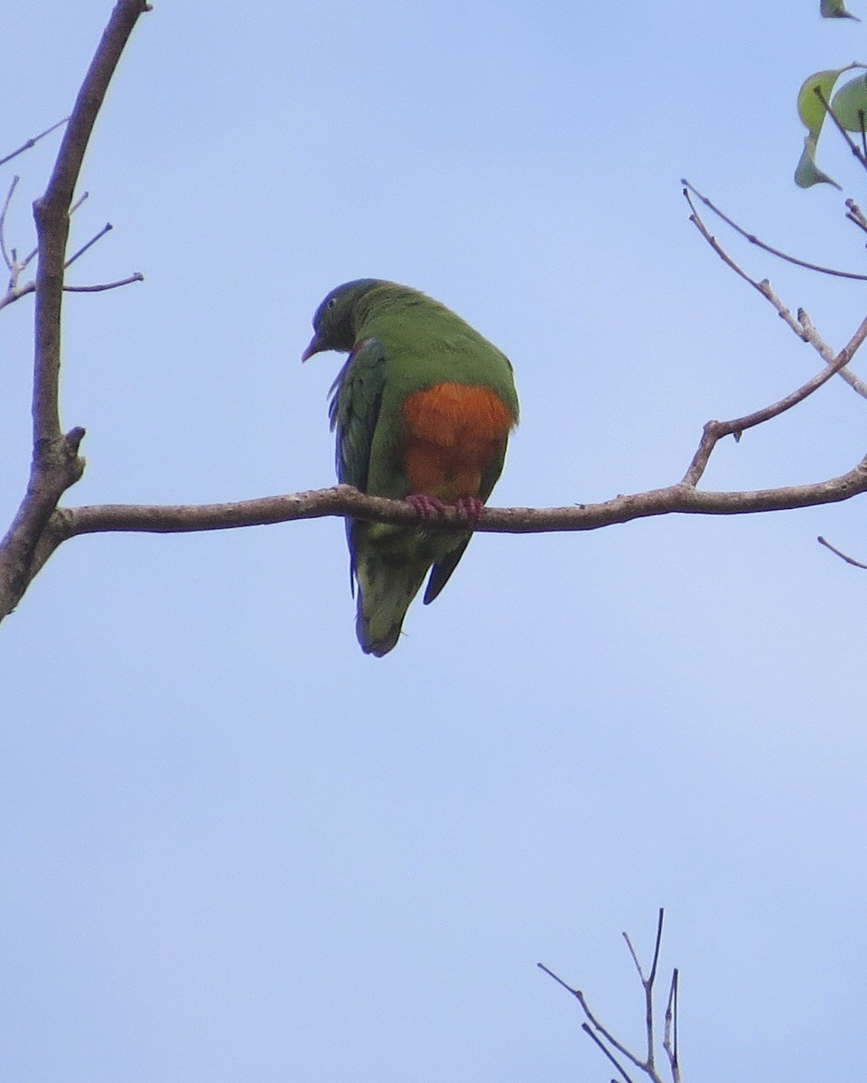 Orange-bellied Fruit-Dove - Phil Gregory | Sicklebill Safaris | www.birder.travel