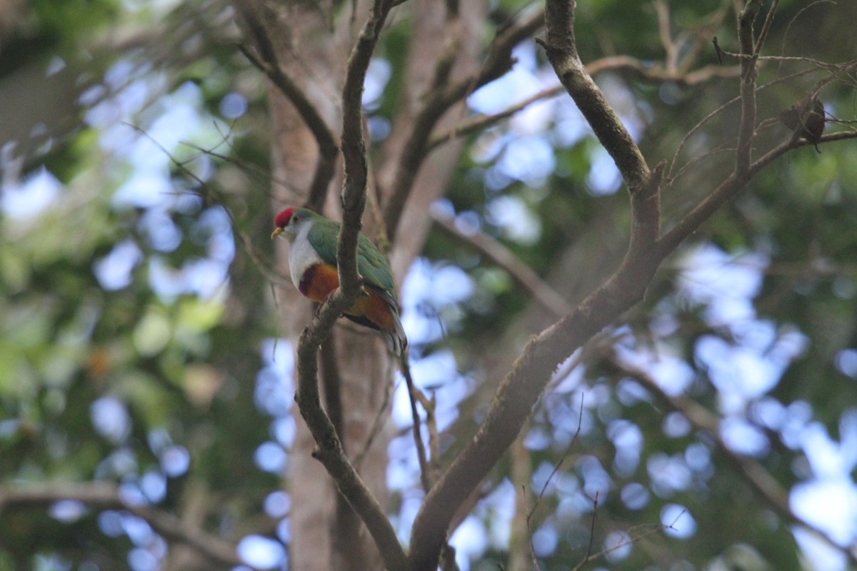 Beautiful Fruit-Dove - Phil Gregory | Sicklebill Safaris | www.birder.travel