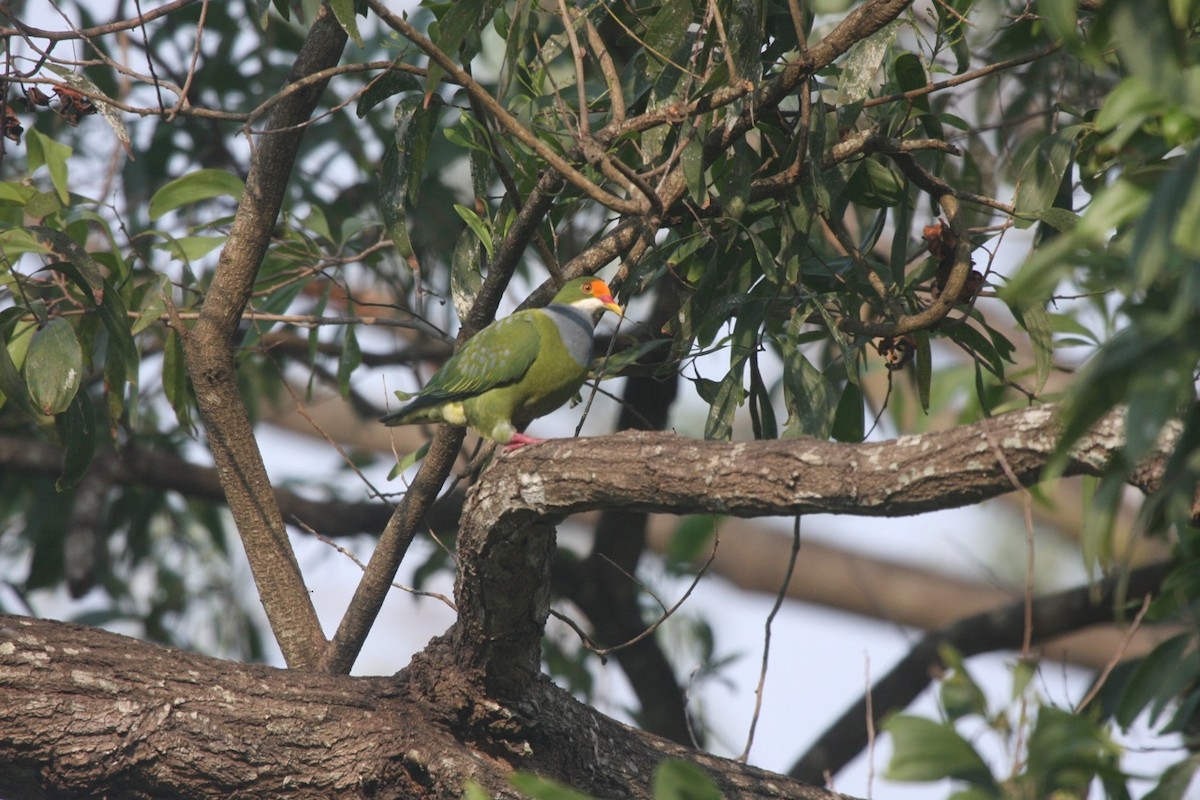 Orange-fronted Fruit-Dove - Phil Gregory | Sicklebill Safaris | www.birder.travel