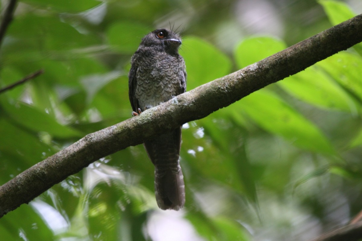 Barred Owlet-nightjar - Phil Gregory | Sicklebill Safaris | www.birder.travel