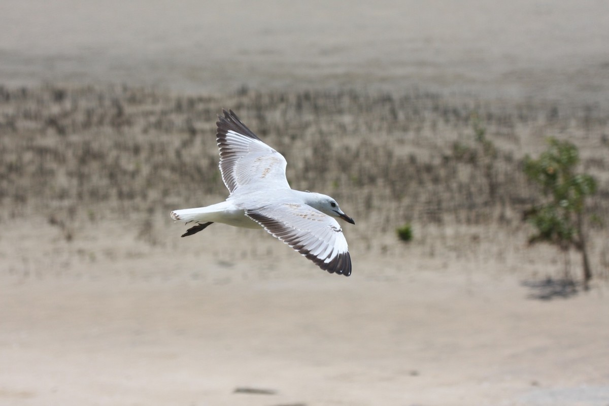 Silver Gull - Phil Gregory | Sicklebill Safaris | www.birder.travel