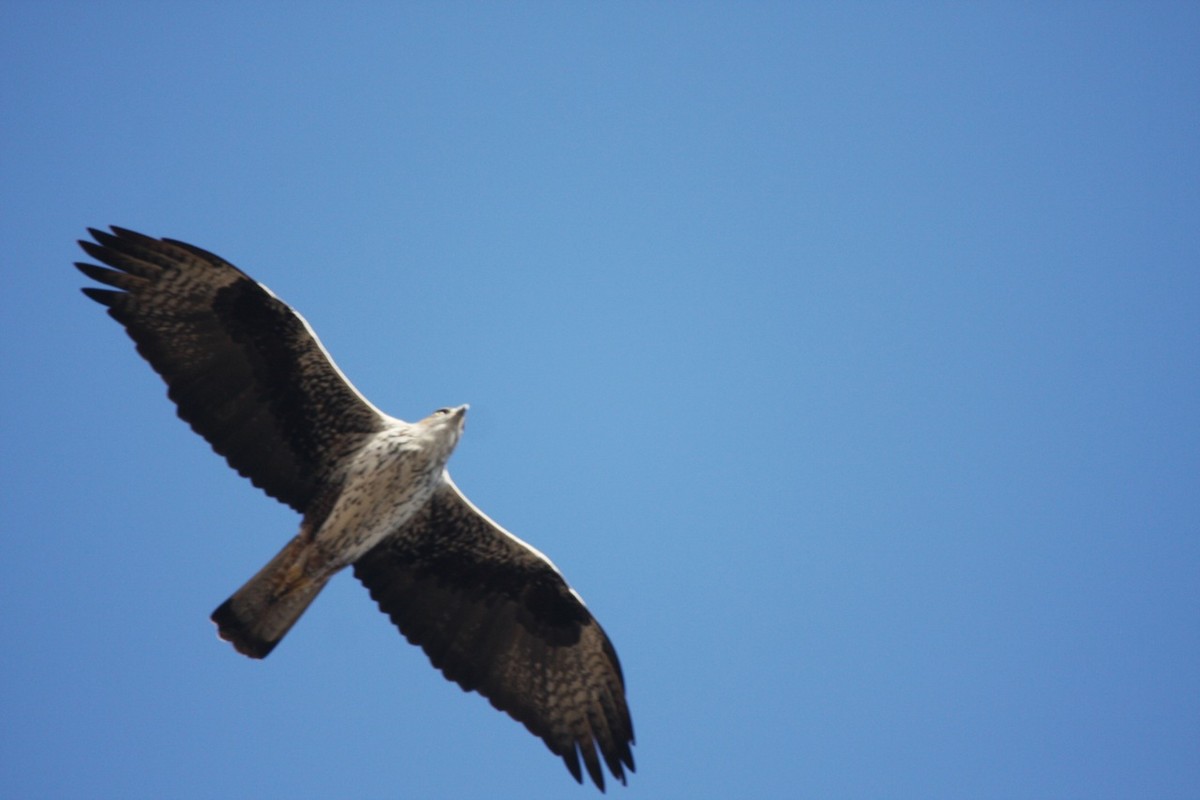 Bonelli's Eagle - Phil Gregory | Sicklebill Safaris | www.birder.travel
