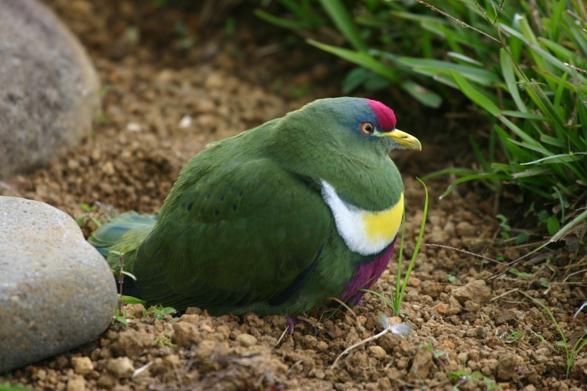 White-breasted Fruit-Dove - ML205778021