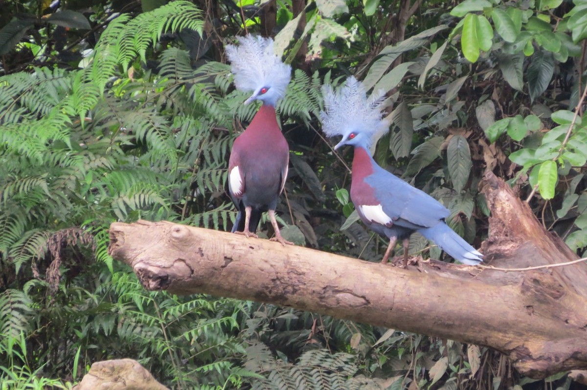 Sclater's Crowned-Pigeon - Phil Gregory | Sicklebill Safaris | www.birder.travel