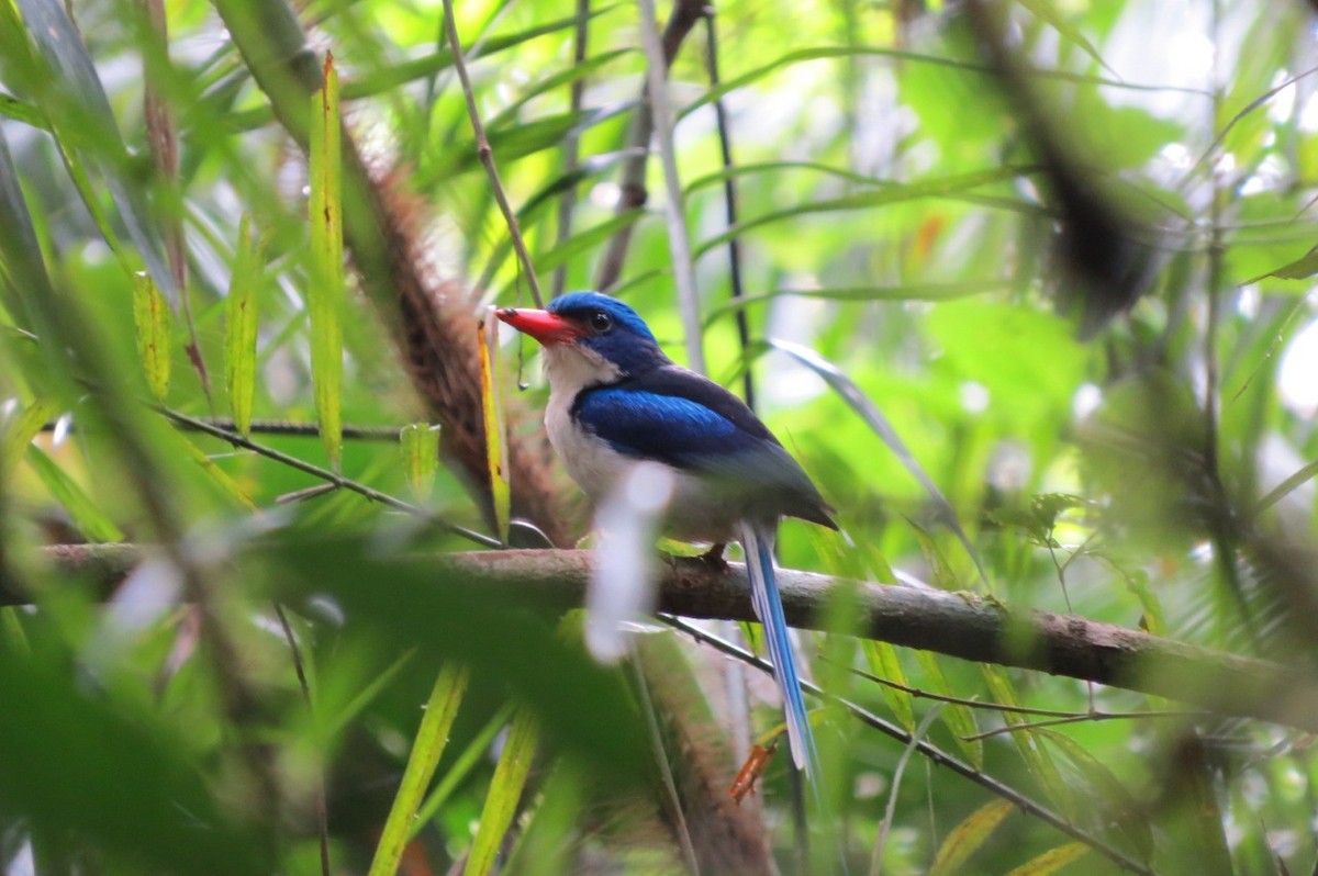 Common Paradise-Kingfisher - Phil Gregory | Sicklebill Safaris | www.birder.travel