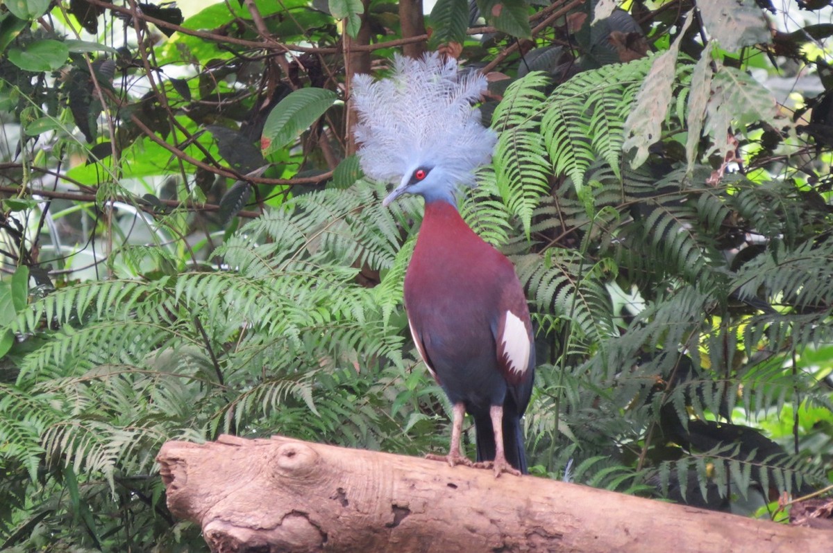 Sclater's Crowned-Pigeon - Phil Gregory | Sicklebill Safaris | www.birder.travel
