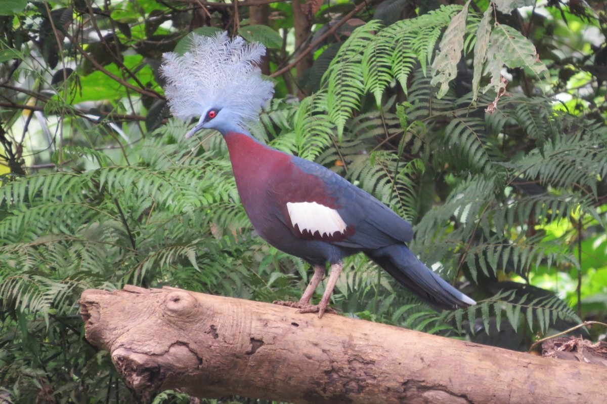 Sclater's Crowned-Pigeon - ML205778151