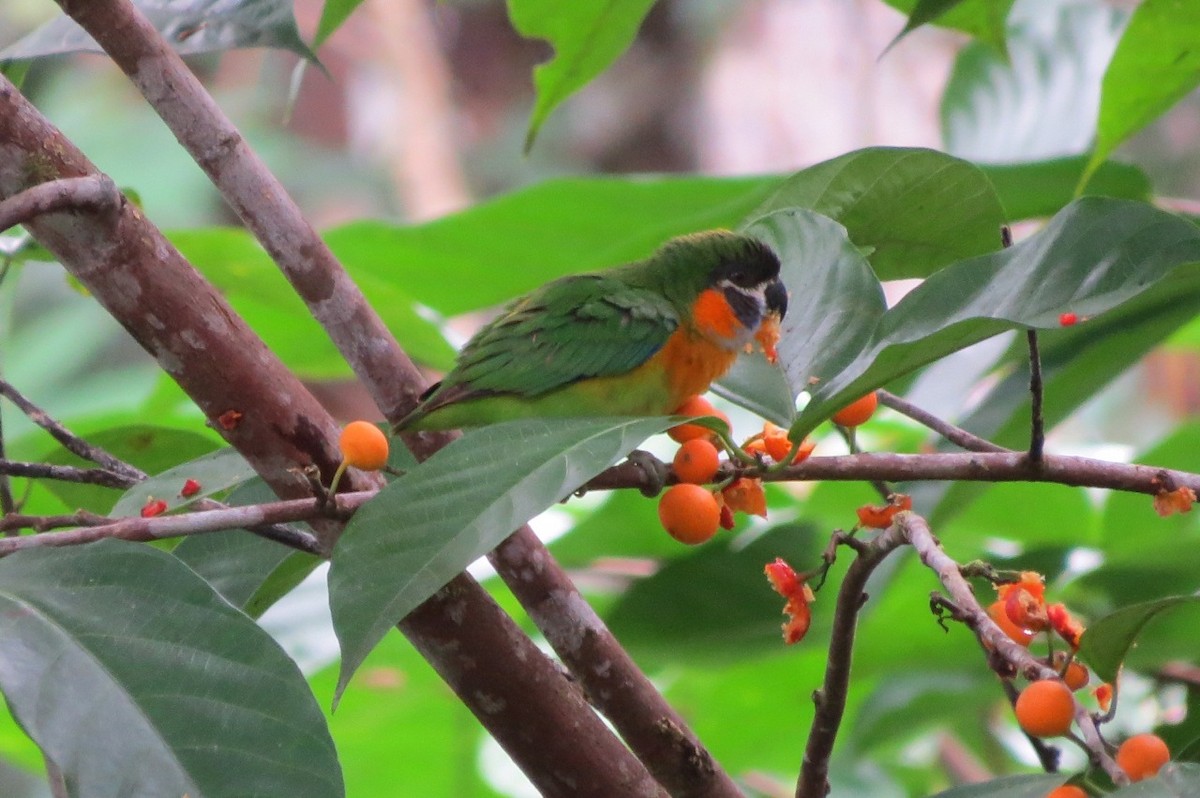 Dusky-cheeked Fig-Parrot - Phil Gregory | Sicklebill Safaris | www.birder.travel