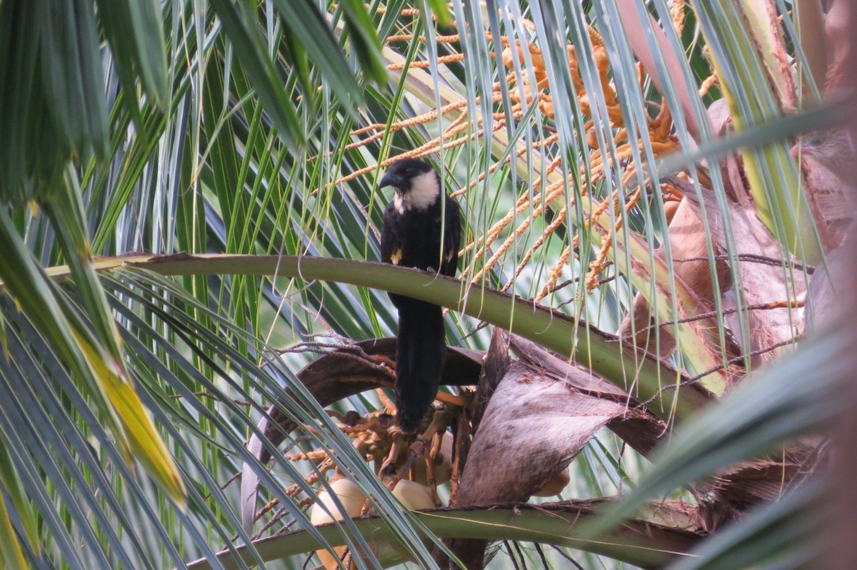 Pied Coucal - ML205778201