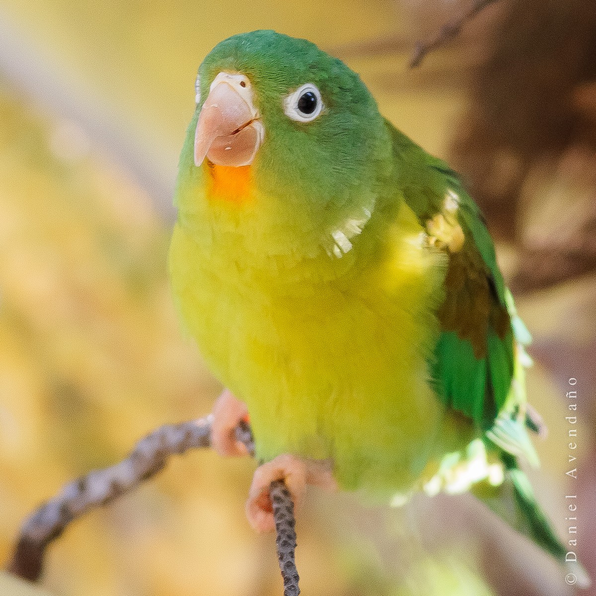 Orange-chinned Parakeet - Daniel Avendaño