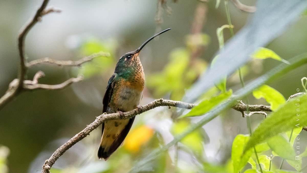 kolibřík aksamitový - ML205778591