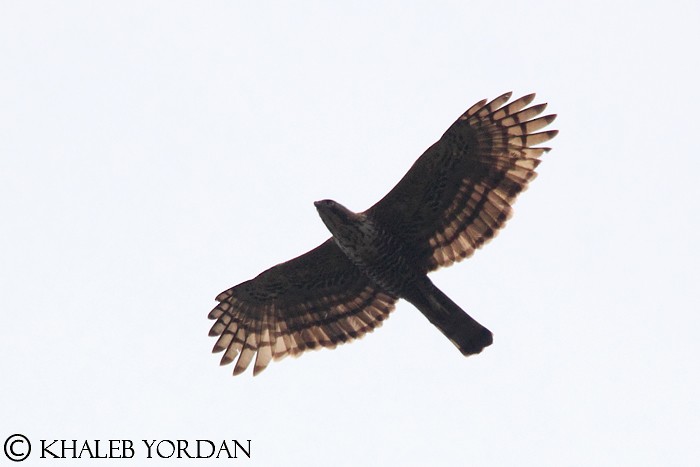 Javan Hawk-Eagle - Khaleb Yordan