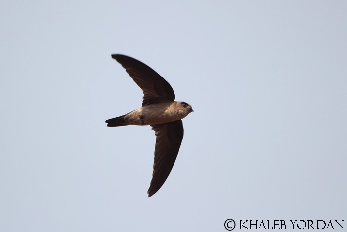 White-nest Swiftlet - Khaleb Yordan
