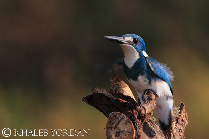 Small Blue Kingfisher - Khaleb Yordan