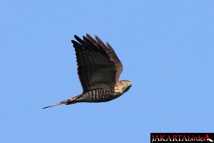 Chinese Sparrowhawk - Khaleb Yordan
