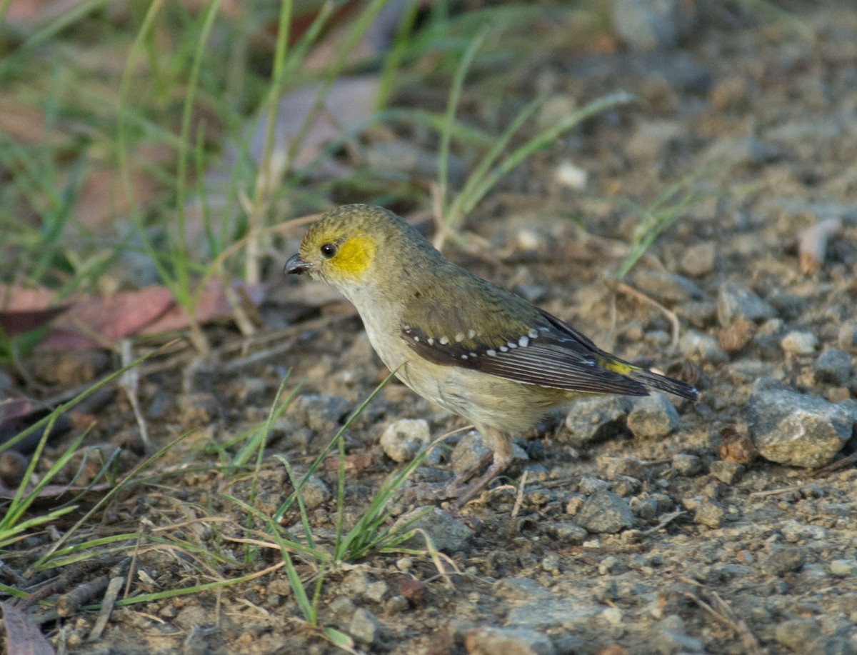 Forty-spotted Pardalote - John Innes