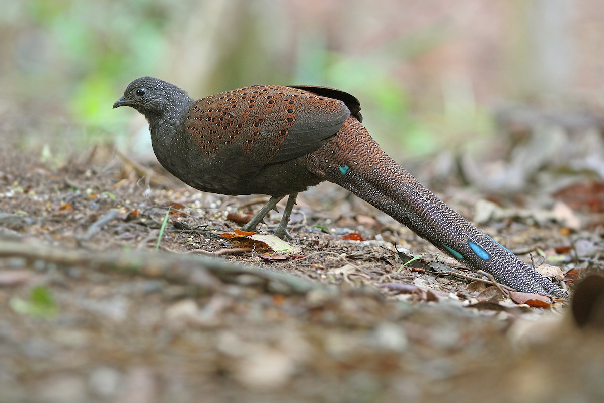 Mountain Peacock-Pheasant - James Eaton