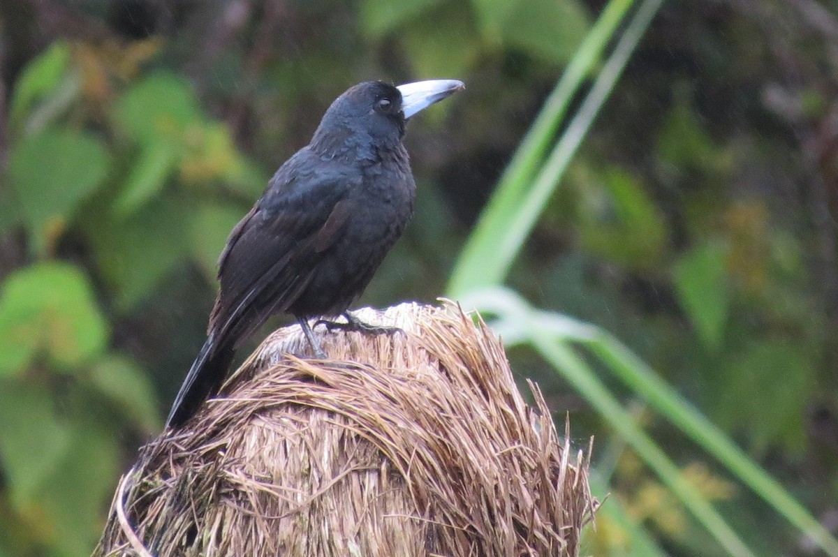 Black Butcherbird - Phil Gregory | Sicklebill Safaris | www.birder.travel