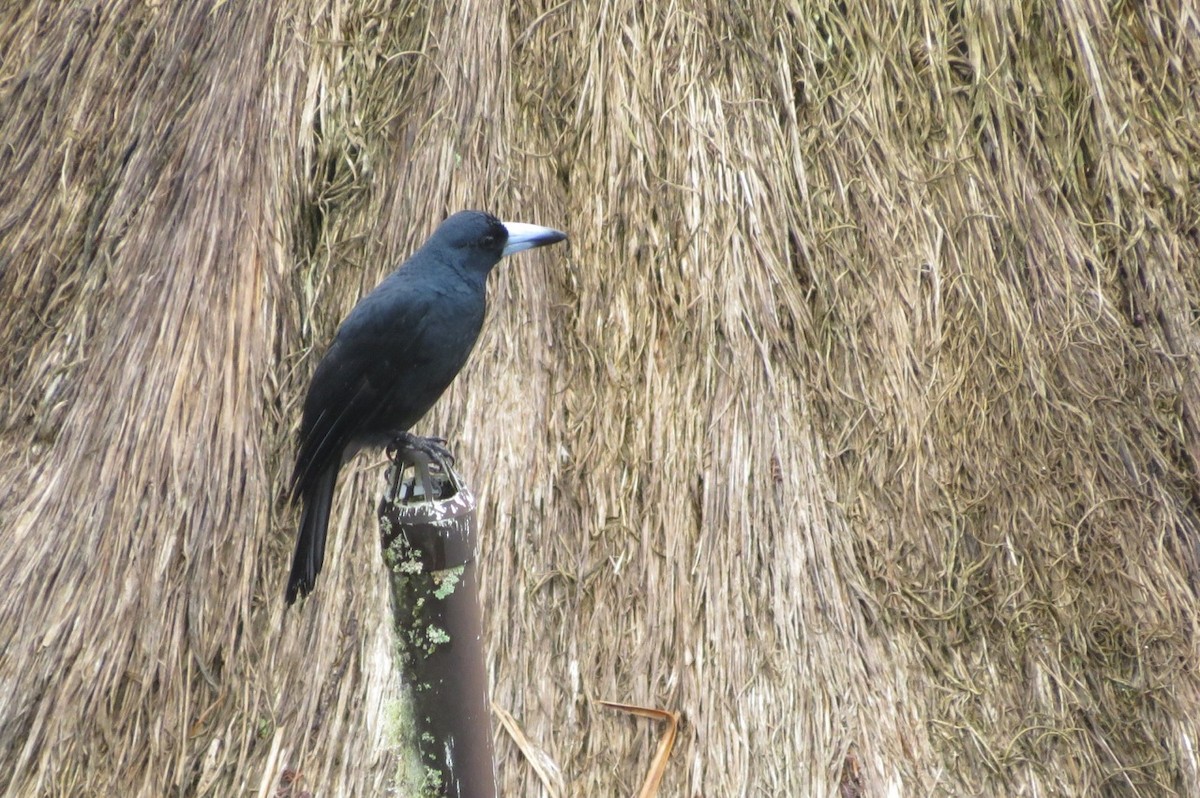 Black Butcherbird - Phil Gregory | Sicklebill Safaris | www.birder.travel