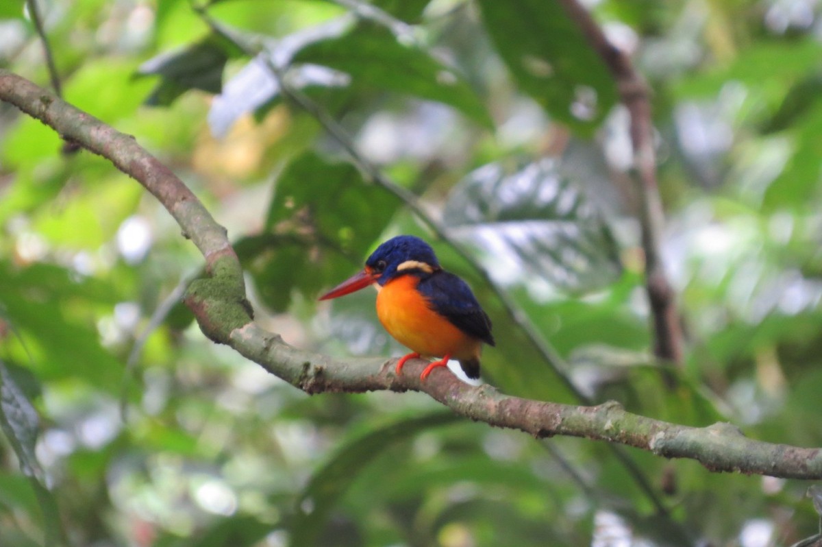New Britain Dwarf-Kingfisher - Phil Gregory | Sicklebill Safaris | www.birder.travel