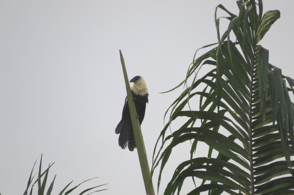 Pied Coucal - ML205780211