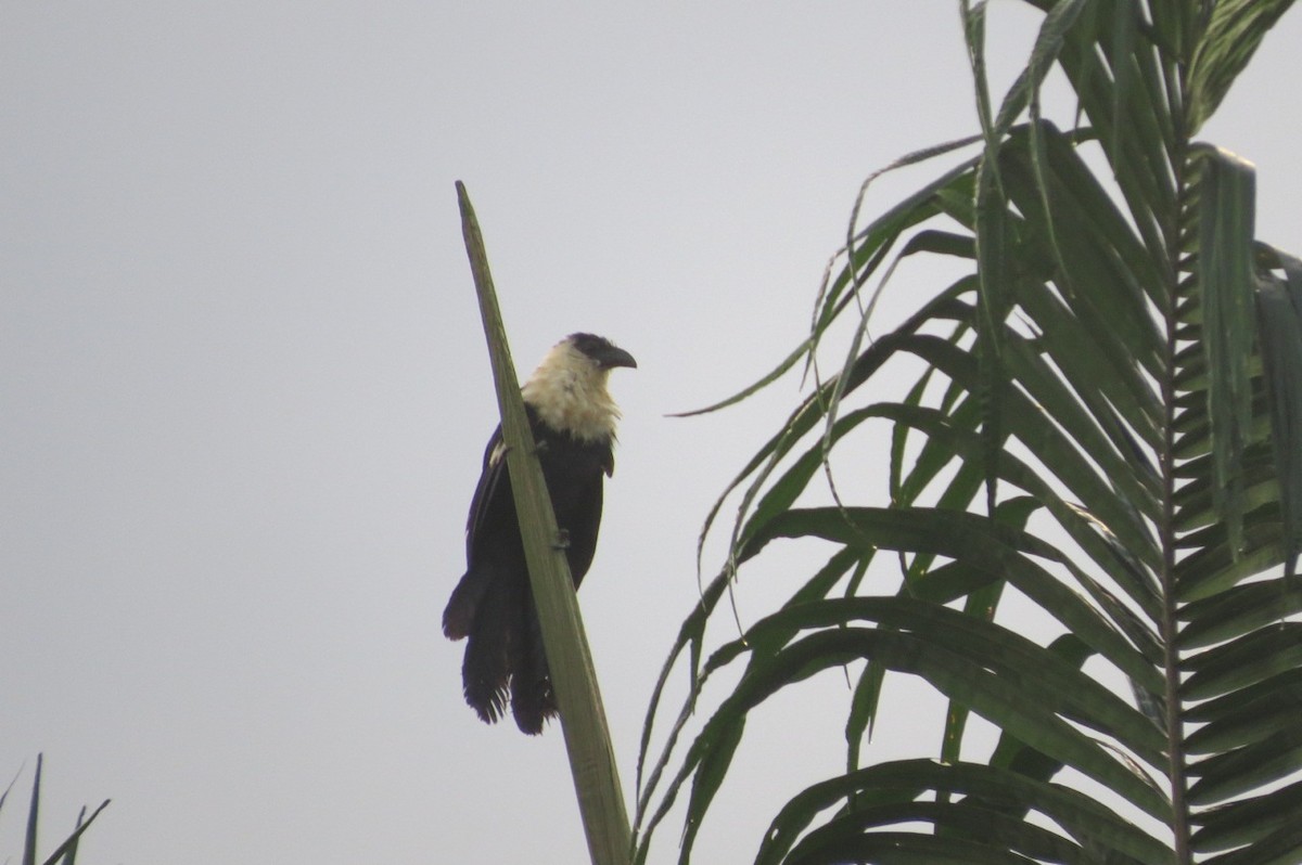 Pied Coucal - ML205780221