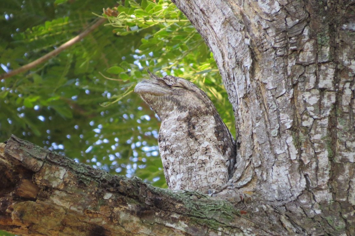 Papuan Frogmouth - ML205780251