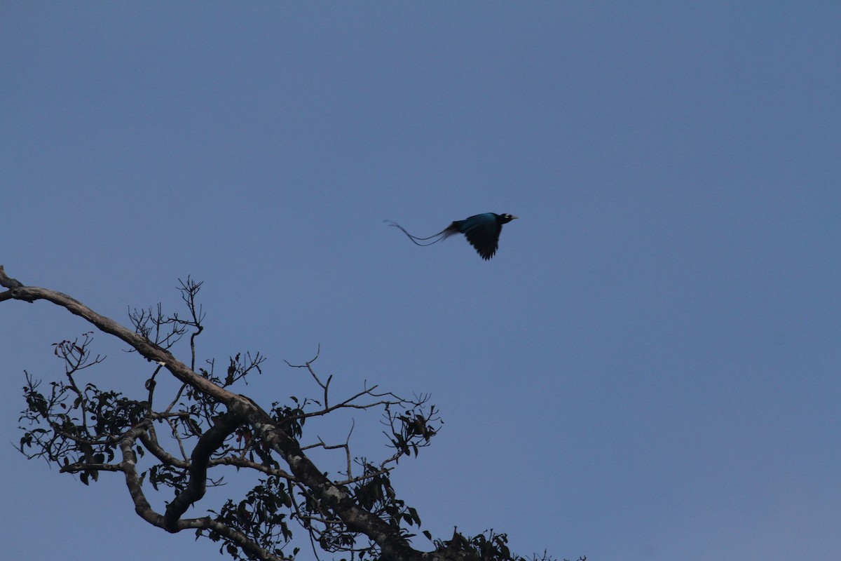 Blue Bird-of-Paradise - Phil Gregory | Sicklebill Safaris | www.birder.travel