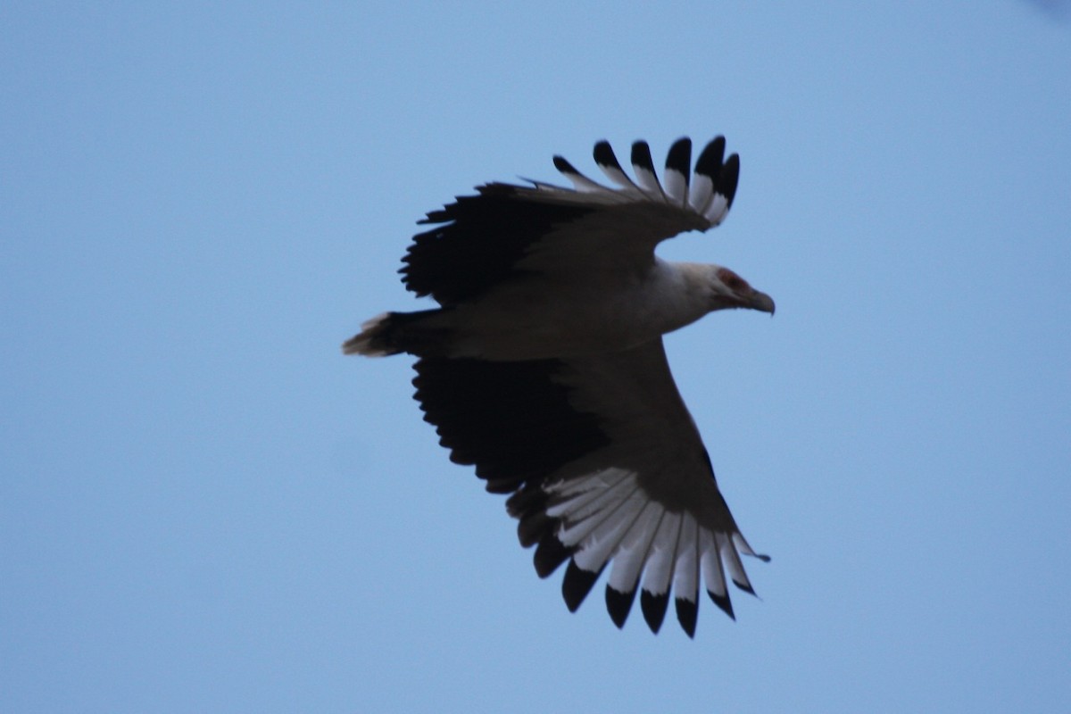 Palm-nut Vulture - Phil Gregory | Sicklebill Safaris | www.birder.travel